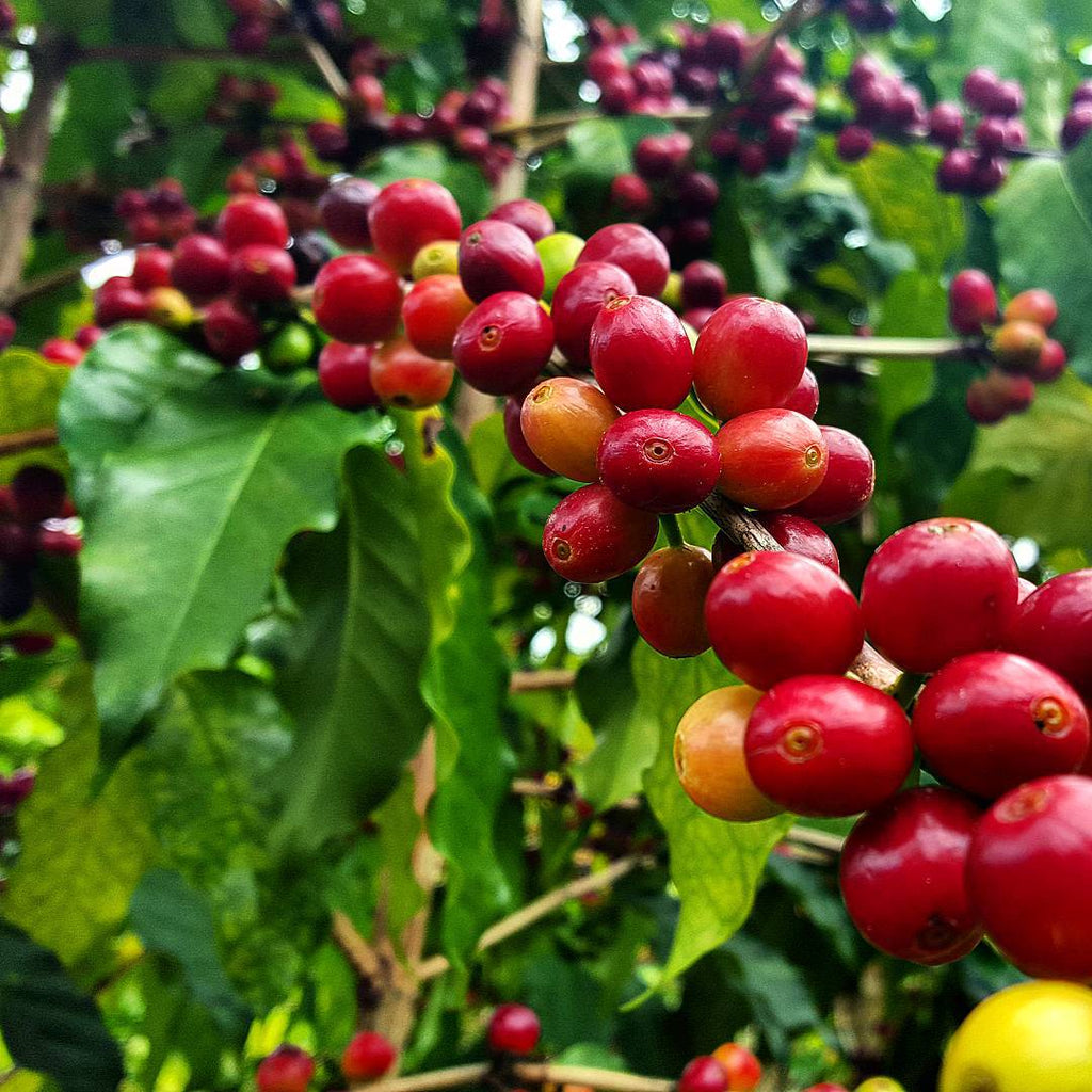 Mocina Coffee’s Statement on Low Global Coffee Prices